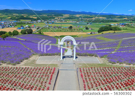 [北海道]日出公園薰衣草花園盛開 56300302