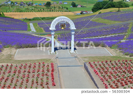 [北海道]日出公園薰衣草花園盛開 56300304