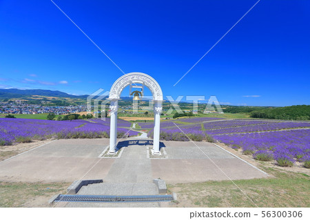 [北海道]日出公園薰衣草花園盛開 56300306