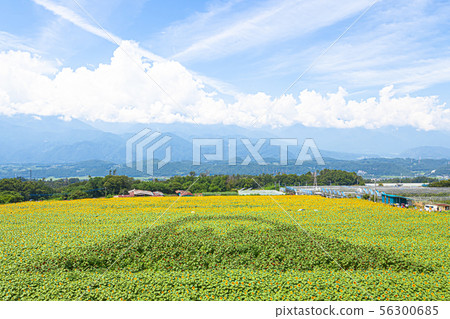 Sunflower field in Akeno, Hokuto City, Yamanashi Prefecture, 2019 Sunflower field in Akeno, Hokuto City, Yamanashi Prefecture, 2019 56300685