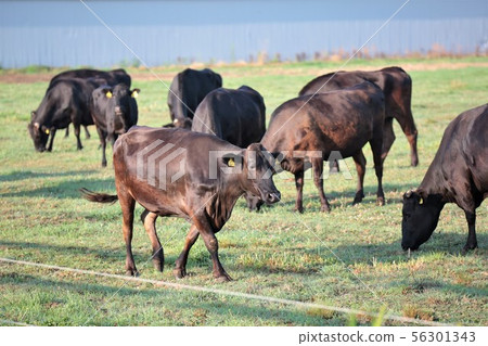 北海道風景“Grazing / Kuroge Wagyu” 北海道風景“Grazing / Kuroge Wagyu” 56301343