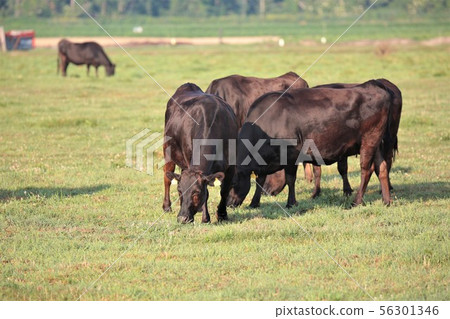 北海道風景“Grazing / Kuroge Wagyu” 北海道風景“Grazing / Kuroge Wagyu” 56301346