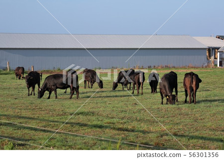 Hokkaido scenery "Grazing / Kuroge Wagyu" Hokkaido scenery "Grazing / Kuroge Wagyu" 56301356