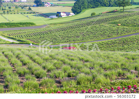 Hinode Park Observatory (Sunny June Early) 56303172