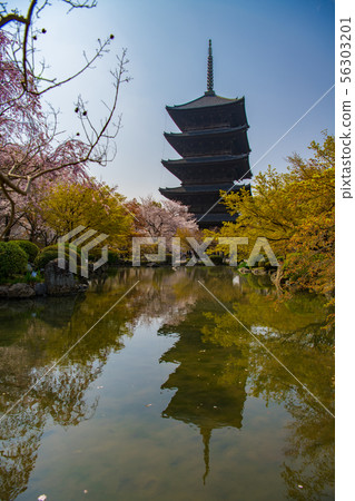 Toji and cherry blossoms 56303201