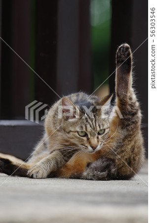Sexy pose Sexy pose 56303546