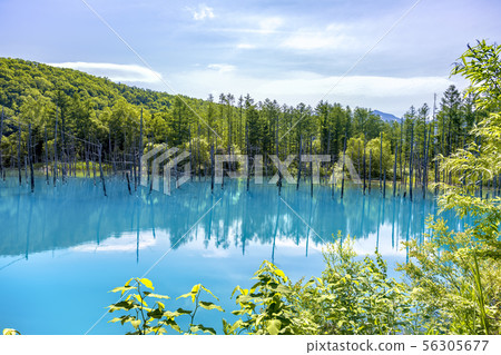 Shirokane no Aoi Pond (June Biei Shirokane Aoi Pond) 56305677