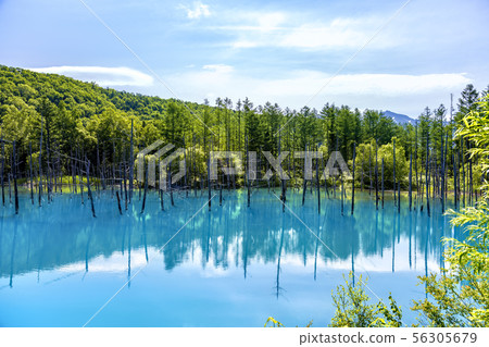 Shirokane no Aoi Pond (June Biei Shirokane Aoi Pond) 56305679