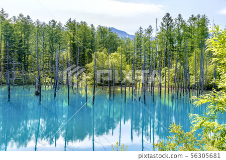 Shirokane no Aoi Pond (June Biei Shirokane Aoi Pond) 56305681