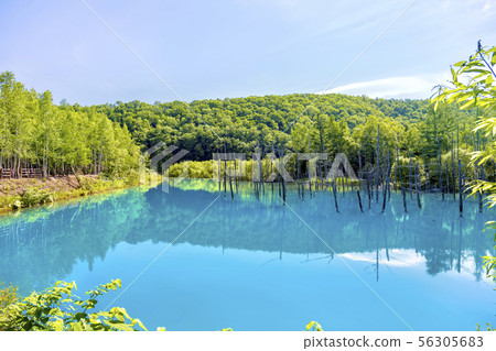 Shirokane no Aoi Pond (June Biei Shirokane Aoi Pond) 56305683