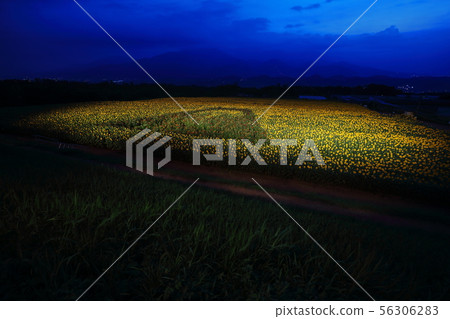  [Yamanashi Prefecture] Sunflower field in Akeno 56306283