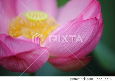 Oga蓮花 Oga蓮花 56306320