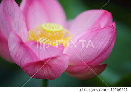 Oga蓮花 Oga蓮花 56306322