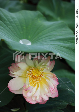 蓮花 蓮花 56306356