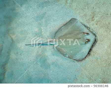 Yakkoi Yakkoi 56308146