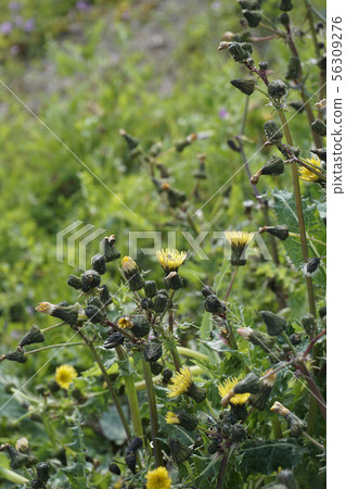 花葉滇苦菜 56309276