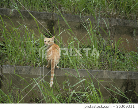 cat, pussy, stray cat 56309331