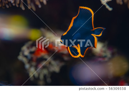 紅臉紅魚 紅臉紅魚 56309338