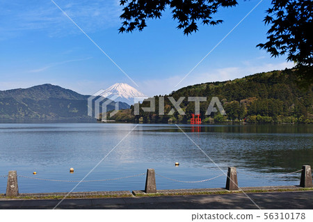 [箱根]蘆之子和富士山（蘆之湖） 56310178