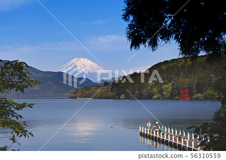 [箱根]蘆之子和富士山（蘆之湖） 56310559