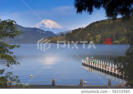 [箱根]蘆之子和富士山（蘆之湖） 56310560