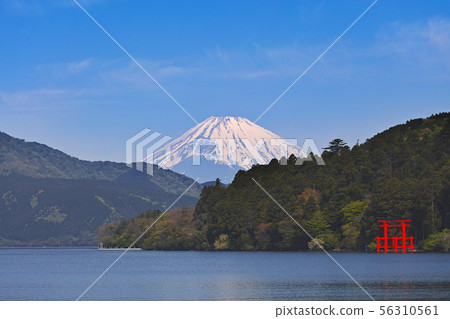 [箱根]蘆之子和富士山（蘆之湖） 56310561