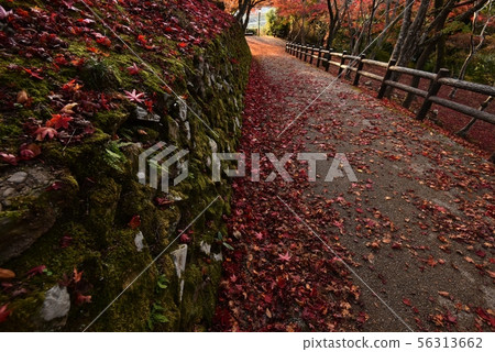 Ozekiyama Park Autumn (Miyoshi City, Hiroshima Prefecture) Ozekiyama Park Autumn (Miyoshi City, Hiroshima Prefecture) 56313662