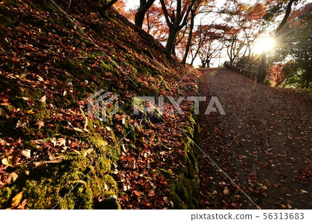 Ozekiyama Park Autumn（廣島縣三好市） 56313683
