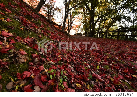 Ozekiyama Park Autumn（廣島縣三好市） 56313684