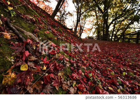 Ozekiyama Park Autumn（廣島縣三好市） 56313686