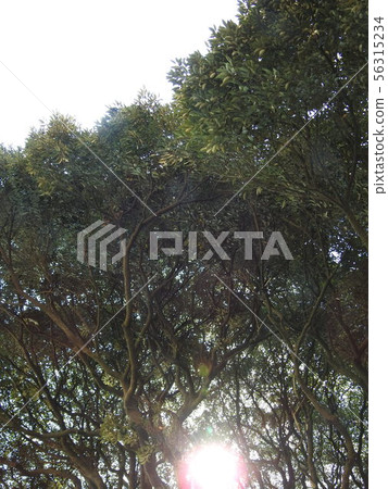 light light 56315234