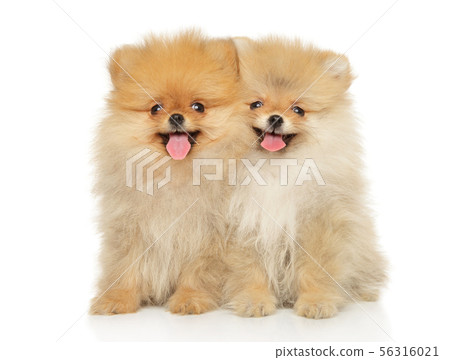 Two funny and happy Pomeranian puppies sitting Two funny and happy Pomeranian puppies sitting 56316021