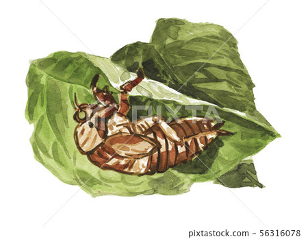 繭殼 繭殼 56316078