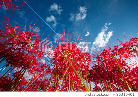 Katsuragi Kodo群集孤挺花的圖片在佐賀縣的Gosho Katsuragi Kodo群集孤挺花的圖片在佐賀縣的Gosho 56316401