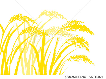 Rice watercolor painting Rice watercolor painting 56316821