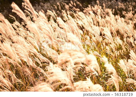 Miscanthus Miscanthus 56318719