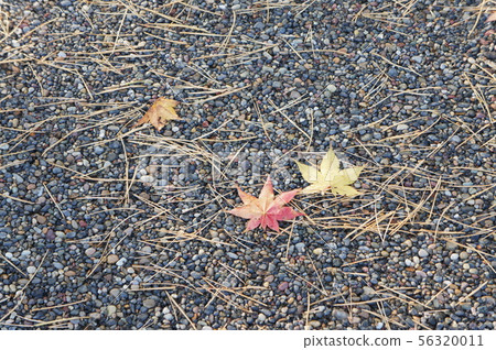 Maple Maple 56320011