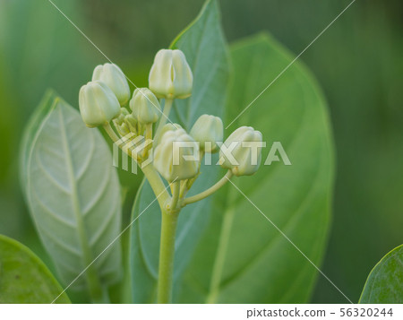 White crown flowers White crown flowers 56320244