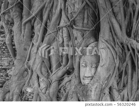 The head of the Buddha is buried in the banyan The head of the Buddha is buried in the banyan 56320246
