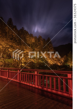 Photographing the light up of the Korankei Gorge from the bridge 56324375