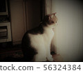 The profile of a cat 56324384