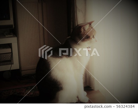 The profile of a cat The profile of a cat 56324384