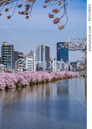 Cherry blossom trees in Uchibori Ichigaya 56324664