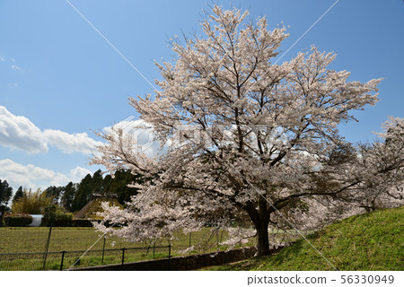 One cherry tree blooming in the blue sky 56330949