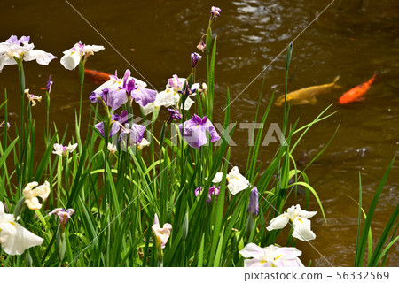 Minamata and Pond of Pond Minamata and Pond of Pond 56332569