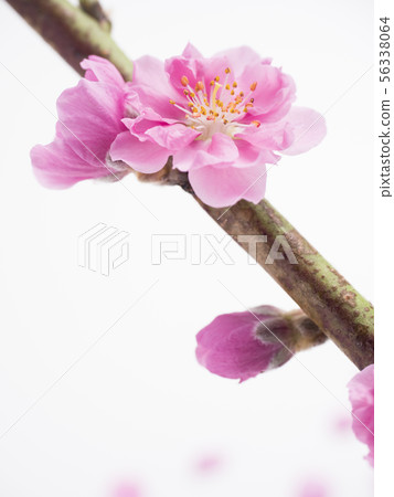  Peach blossoms 56338064