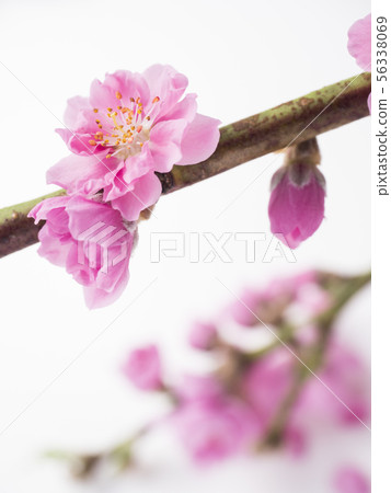  Peach blossoms 56338069