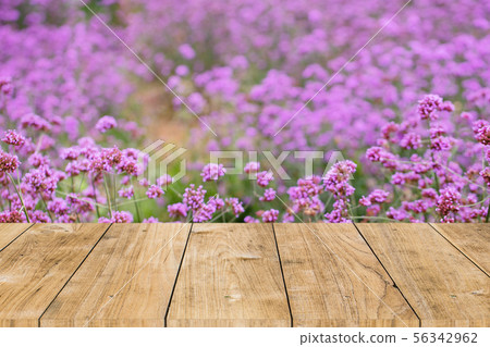 Verbena flower field with table top forground 56342962