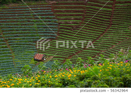 Agriculture field in the highland by hilltribe 56342964