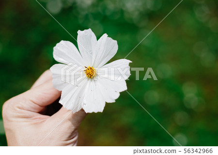 closeup male hand holding one white Cosmos 56342966